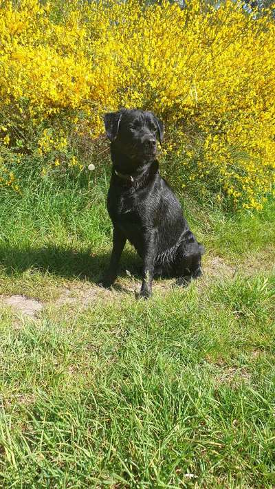 9.Farben-Fotochallenge            Gelb-Beitrag-Bild