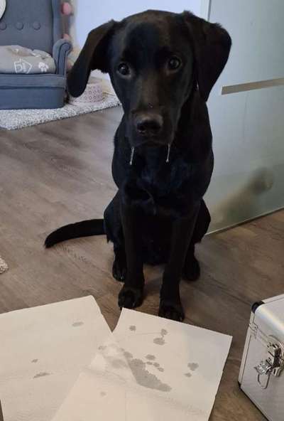 Fotochallenge sabbernder Hund-Beitrag-Bild