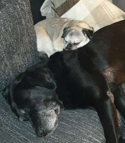 Unsere Fellnasen im Regenbogenland-Beitrag-Bild