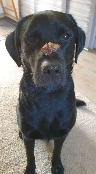 Dogorama Blog Challenge: Hundetricks-Beitrag-Bild