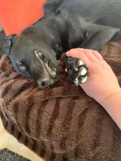 Dogorama Foto Challenge - Erwischt-Beitrag-Bild