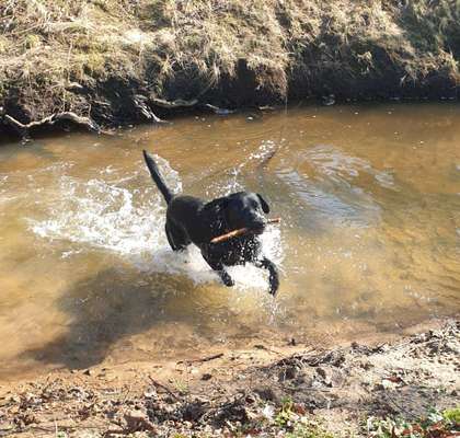 Dogorama Photo Challenge - Apportieren-Beitrag-Bild