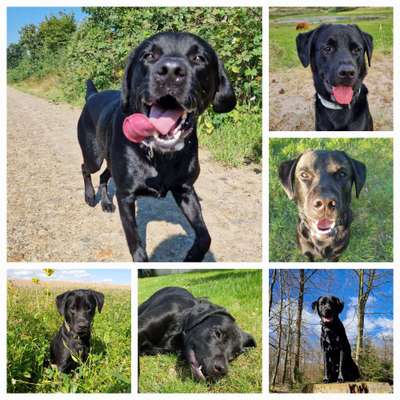 52. Collagenchallenge: Dein Hund im Sonnenschein-Beitrag-Bild