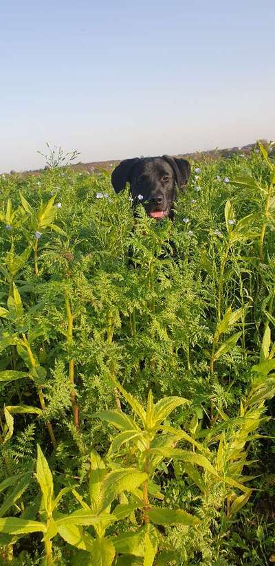 5. Hund im hohen Gras-Beitrag-Bild