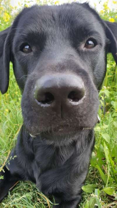 Zeigt mir die tollste Nahaufnahme von eurer Fellnase-Beitrag-Bild