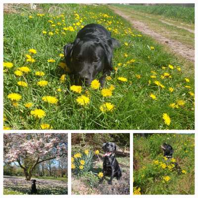 27. Collagen Challenge - Dein Hund mit Blume(n)-Beitrag-Bild
