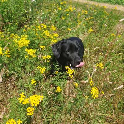 Tongue Out Tuesday-Beitrag-Bild