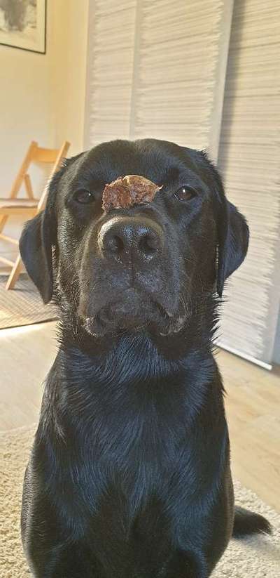 Fotochallenge Guten Appetit! Dein Hund beim futtern-Beitrag-Bild