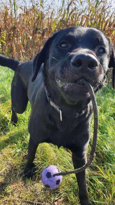 Dogorama Photo Challenge - Lieblingsspielzeug!-Beitrag-Bild