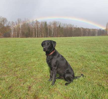 Fotochallenge Nr 96.: Bunt, Bunter, Hund 💐🌹🍁-Beitrag-Bild
