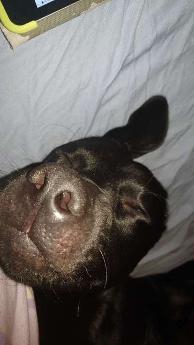 42. Handy Fotochallenge - Den richtigen Riecher haben-Beitrag-Bild