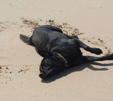 Dogorama Photo Challenge - Wälzen-Beitrag-Bild