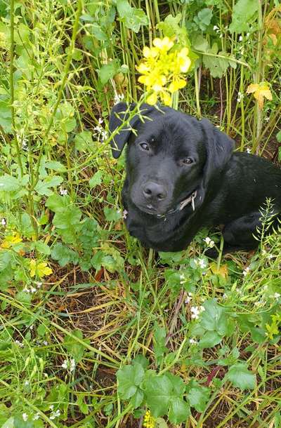 Dogorama Photo Challenge - Hundeblick zum hinschmelzen-Beitrag-Bild