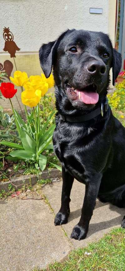 Dogorama Photo Challenge - Frühlingserwachen-Beitrag-Bild