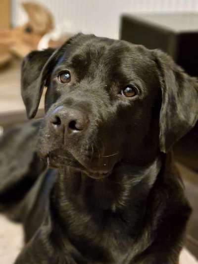 Die Augen Deines Hundes-Beitrag-Bild