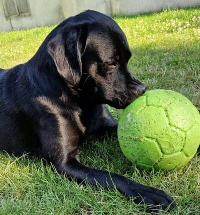 63. Handyfotochallenge   * Nase dran ! *-Beitrag-Bild