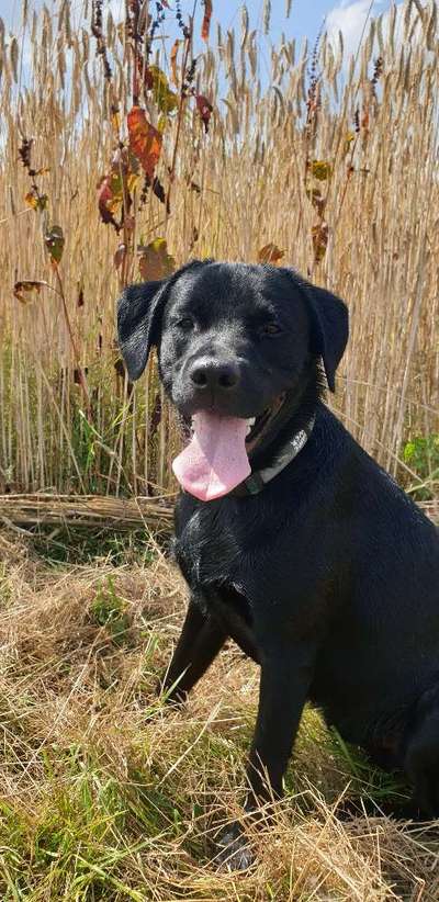 Die Dogorama Kalender Challenge 4/4-Beitrag-Bild