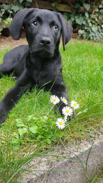 Die Dogorama Kalender Challenge Teil 3/4-Beitrag-Bild