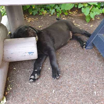 Foto Challenge 112 
ungewöhnliche Schlafplätze-Beitrag-Bild