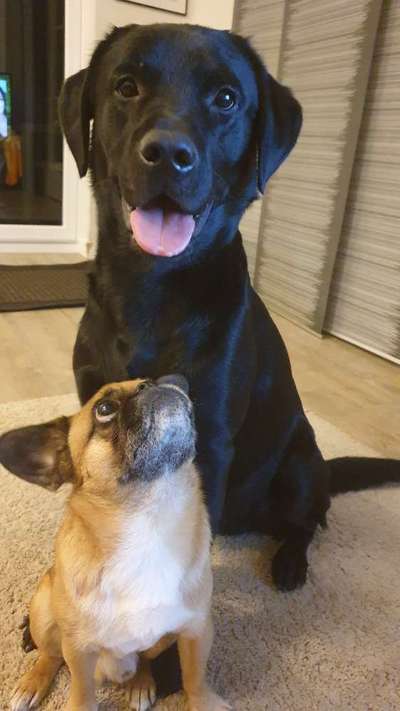 Dogorama Photo Challenge - Die besten Hundebuddys-Beitrag-Bild