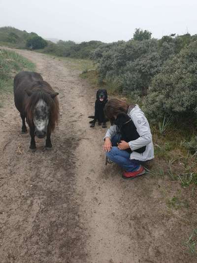 Bilder Hund und andere Tiere-Beitrag-Bild