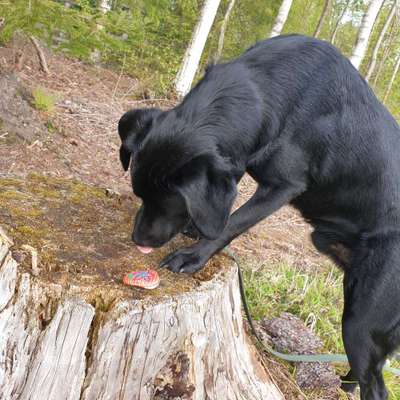 Dogorama Photo Challenge - Zufallsfund beim Gassi-Beitrag-Bild