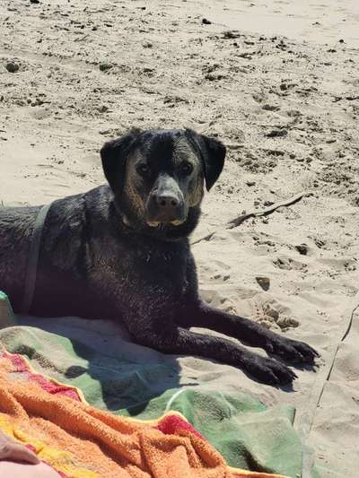Die Dogorama Wochen Challenge: “Dein Hund im Urlaub”-Beitrag-Bild