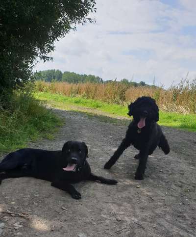Fotochallenge Nr. 59 - Mein Hund zeigt die Zunge-Beitrag-Bild