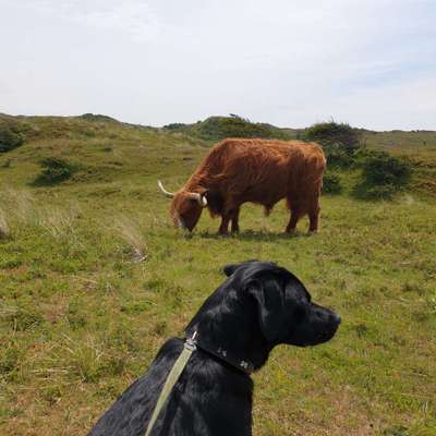 Dogorama Photo Challenge - an der Leine-Beitrag-Bild