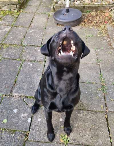 Fotochallenge 110: Lustige und schöne Schnappfotos-Beitrag-Bild