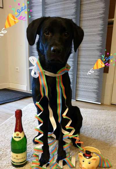 Fotochallange nr. 106
Der geschmückte Hund.-Beitrag-Bild