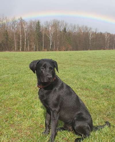 Dogorama Photo Challenge - Regenwetter-Beitrag-Bild