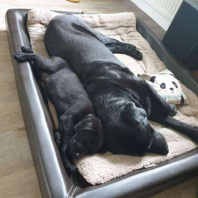 98.Fotochallange  - Hunde zeigen Zuneigung-Beitrag-Bild