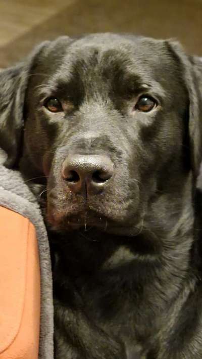 Dogorama Photo Challenge - Portrait-Beitrag-Bild