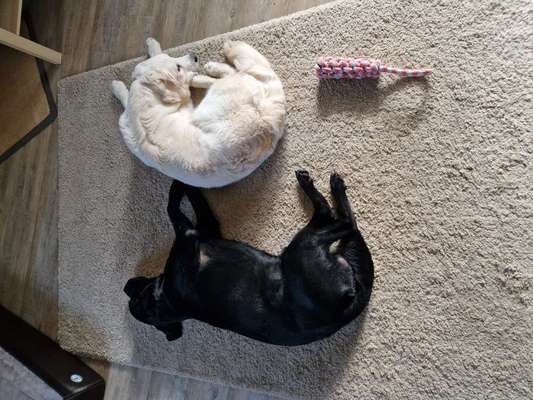 Dogorama Photo Challenge - Rund-Beitrag-Bild