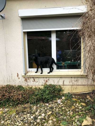 Bild wo euer Hund quatsch macht-Beitrag-Bild
