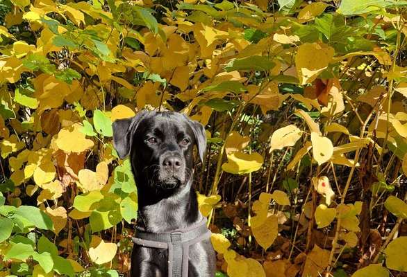 26. Farben Fotochallenge "Herbstfarben"-Beitrag-Bild