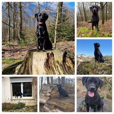 31. Collagen Challenge - Bänke/ Steine /Baumstümpfe-Beitrag-Bild