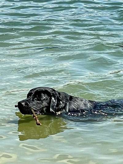 Hundeschwimmen-Beitrag-Bild