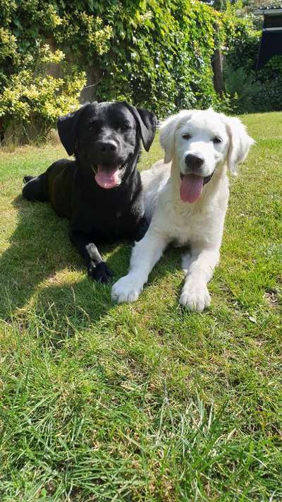 Dogorama Photo Challenge - Gegensätze-Beitrag-Bild