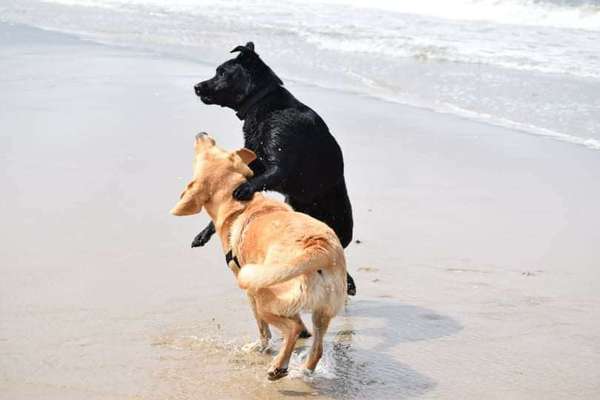 FOTO CHALLENGE 77 - Dein Hund im Spiel-Beitrag-Bild