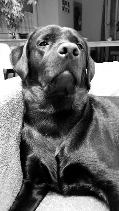 grumpy dog 😅-Beitrag-Bild