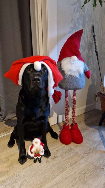 Dogorama Photo Challenge - Nikolaus-Beitrag-Bild