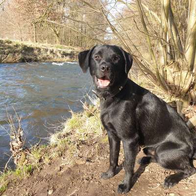 Wald Bild-Beitrag-Bild