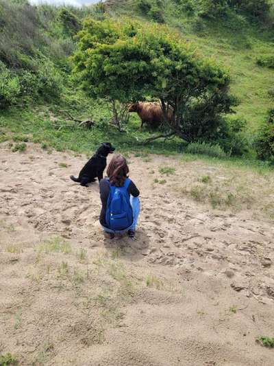 Dogorama Photo Challenge - schönster Gassiausblick-Beitrag-Bild