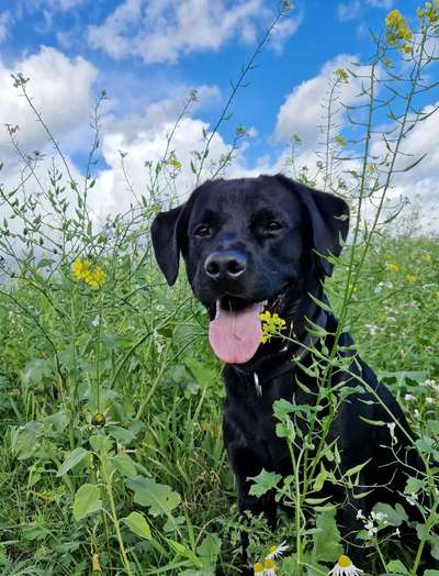 156. Fotochallenge *** DEIN HUND UND DIE WUNDERSCHÖNEN WOLKEN ***-Beitrag-Bild