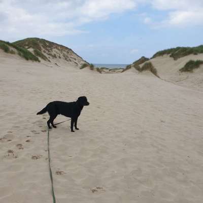 Dogorama Photo Challenge - Tierischer Urlaub-Beitrag-Bild