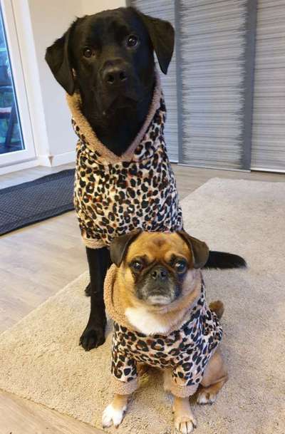 Dogorama Photo Challenge - Tre Chic!-Beitrag-Bild