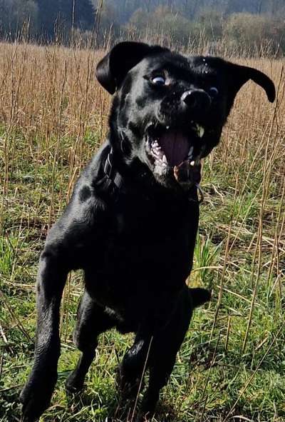 Dogorama Photo Challenge - Hunde in Action-Beitrag-Bild