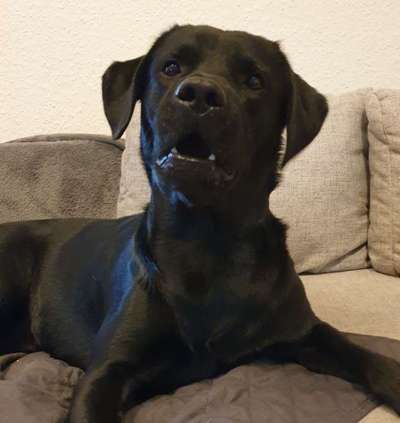 Dogorama Photo Challenge- genervter Blick-Beitrag-Bild